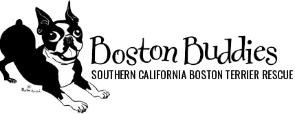 Boston Buddies